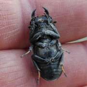 Thumbnail 407538 B