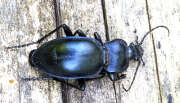 Thumbnail 407548 B