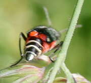 Thumbnail 407572 B