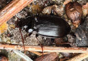 Thumbnail 407604 B