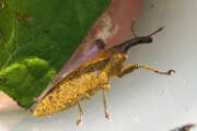 Thumbnail 407802 A