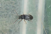 Thumbnail 407837 A