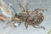 Thumbnail 407842 A