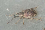 Thumbnail 407842 B