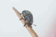 Thumbnail 407846 B