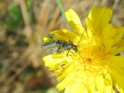 Thumbnail 407891 B