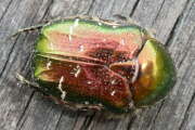 Thumbnail 407977 B