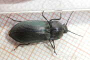 Thumbnail 407978 B