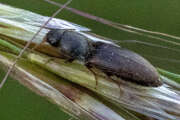Thumbnail 408007 B