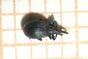Thumbnail 408032 A