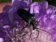 Thumbnail 408106 A