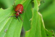 Thumbnail 408186 A