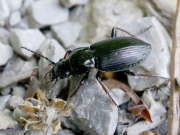 Thumbnail 408252 A