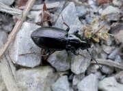 Thumbnail 408252 B