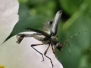 Thumbnail 408305 A