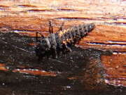 Thumbnail 408339 A
