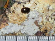 Thumbnail 408427 B
