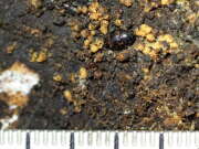 Thumbnail 408436 B
