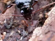 Thumbnail 408445 B