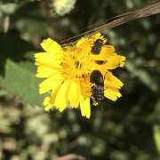 Thumbnail 408510 A