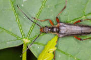 Thumbnail 408549 B