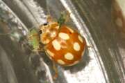 Thumbnail 408655 A