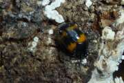 Thumbnail 408714 B