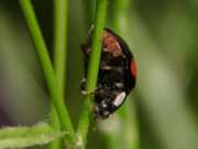 Thumbnail 408715 B