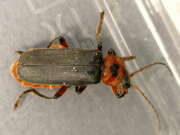 Thumbnail 408734 B