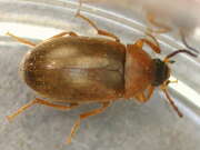 Thumbnail 408745 A