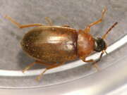 Thumbnail 408745 B