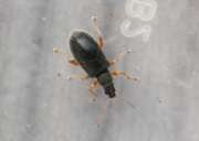 Thumbnail 408754 A