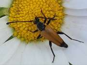 Thumbnail 408756 A
