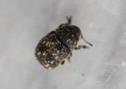 Thumbnail 408801 B