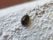 Thumbnail 408803 A