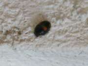 Thumbnail 408803 B
