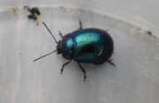 Thumbnail 408812 A