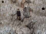 Thumbnail 408814 B