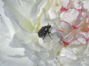 Thumbnail 408816 A