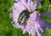 Thumbnail 408845 A