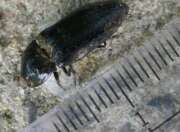 Thumbnail 408975 B