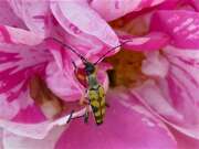 Thumbnail 409173 A