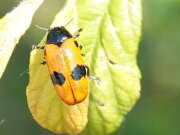 Thumbnail 409302 A