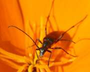 Thumbnail 409349 A