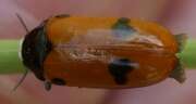 Thumbnail 409446 B