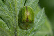 Thumbnail 409495 B