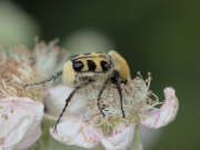 Thumbnail 409497 B
