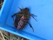 Thumbnail 409509 A