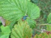 Thumbnail 409518 B