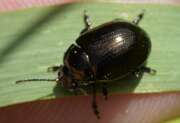 Thumbnail 409526 A